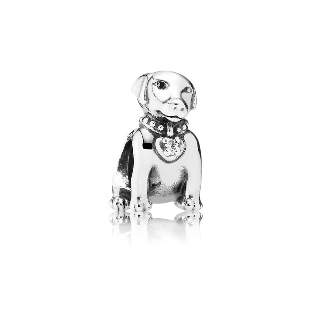labrador, clear CZ